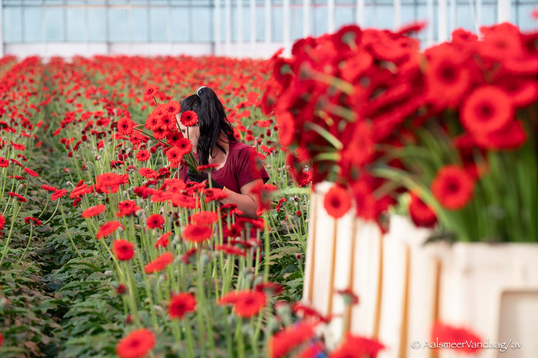 Column: Verhoging BTW bedreigt Aalsmeer