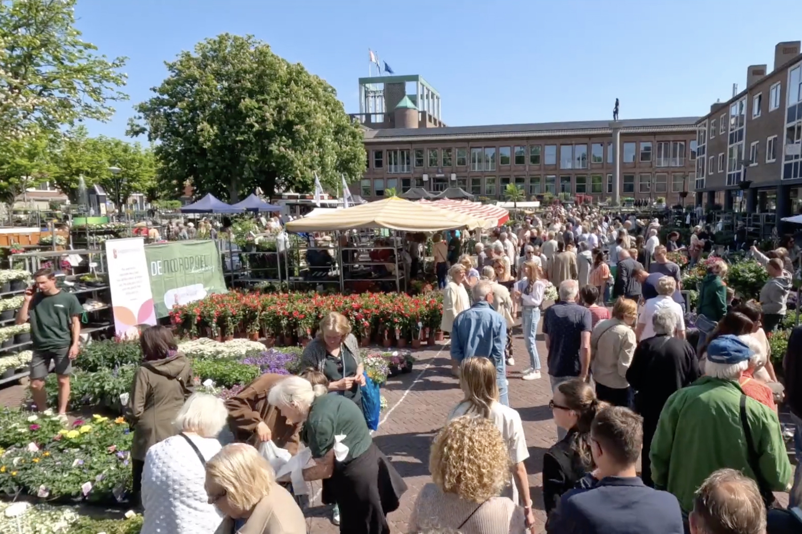 Zonovergoten Geraniummarkt